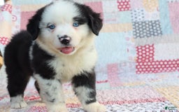 Mini Aussiedoodle dogs for sale: Mini Baby - Image 2