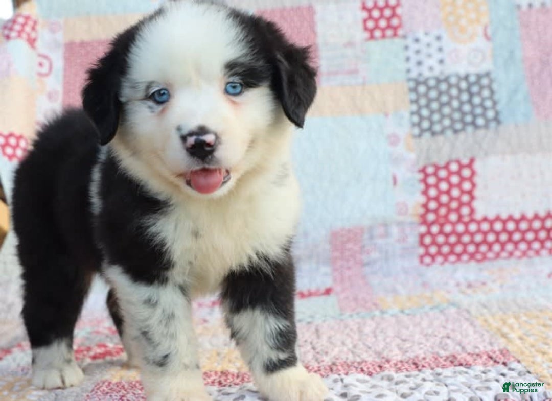 Mini Aussiedoodle dogs for sale: Mini Baby - Image 2