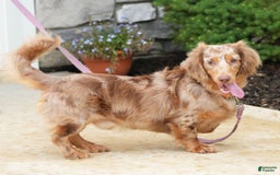 Miniature Dachshund dogs for sale: Spot - Image 3
