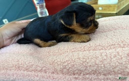 Yorkshire Terrier dogs for sale: Lavender - Image 3
