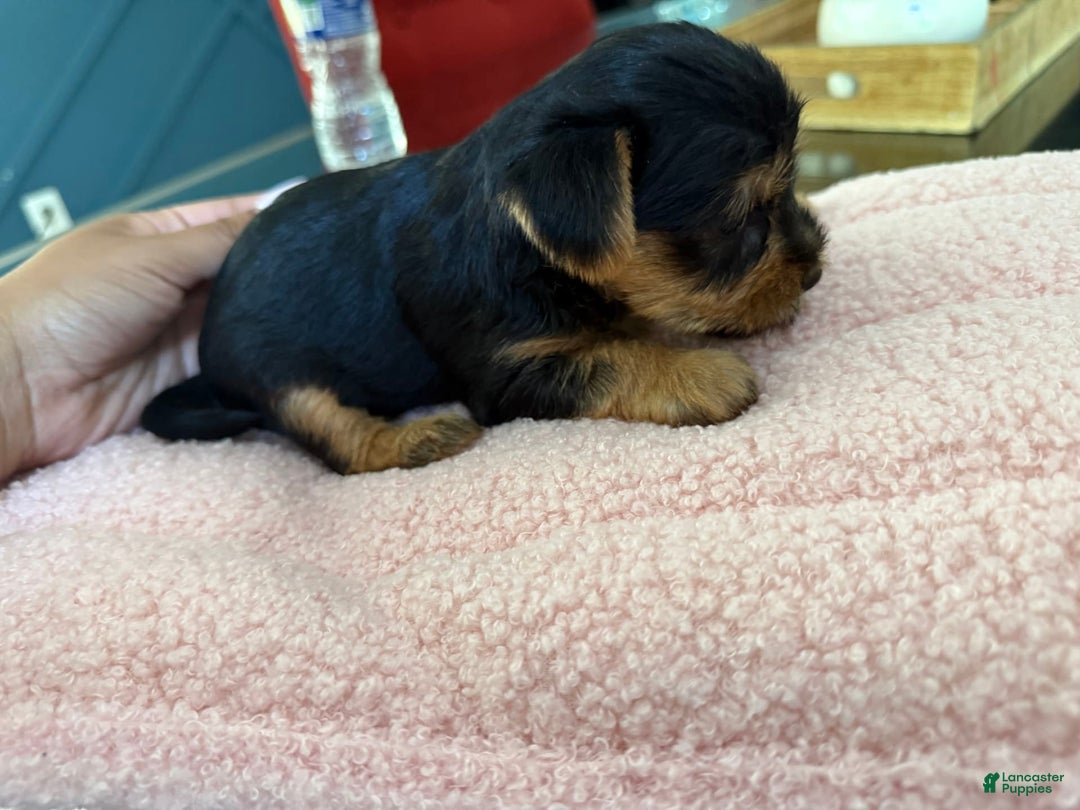 Yorkshire Terrier dogs for sale: Lavender - Image 3