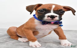Boxer dogs for sale: Rick - Image 2