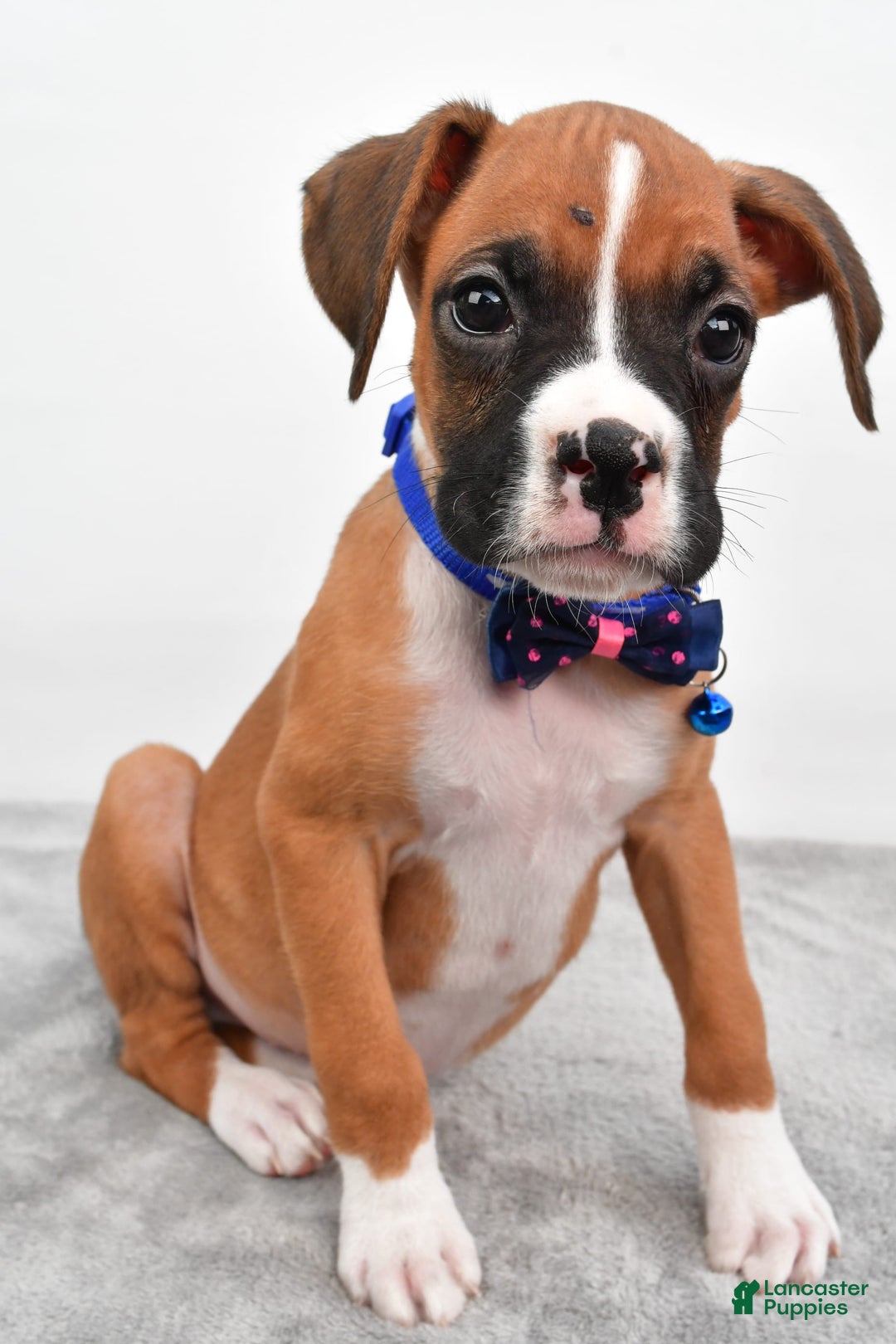 Boxer dogs for sale: Rick - Image 2
