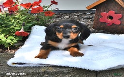 Miniature Dachshund dogs for sale: Minnie - Image 3