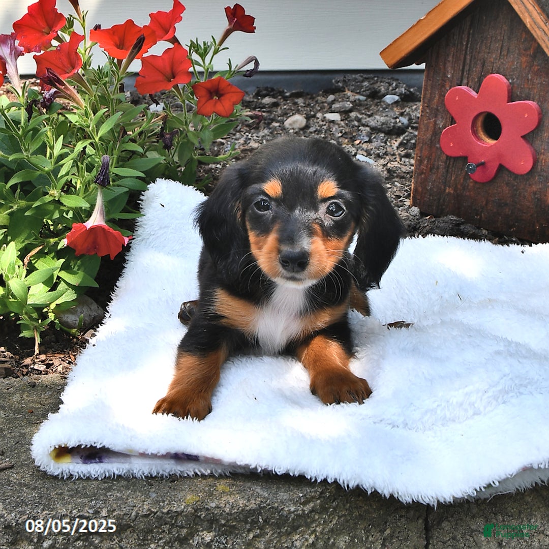Miniature Dachshund dogs for sale: Minnie - Image 3