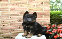 German Shepherd dogs for sale: Maverick - Image 2