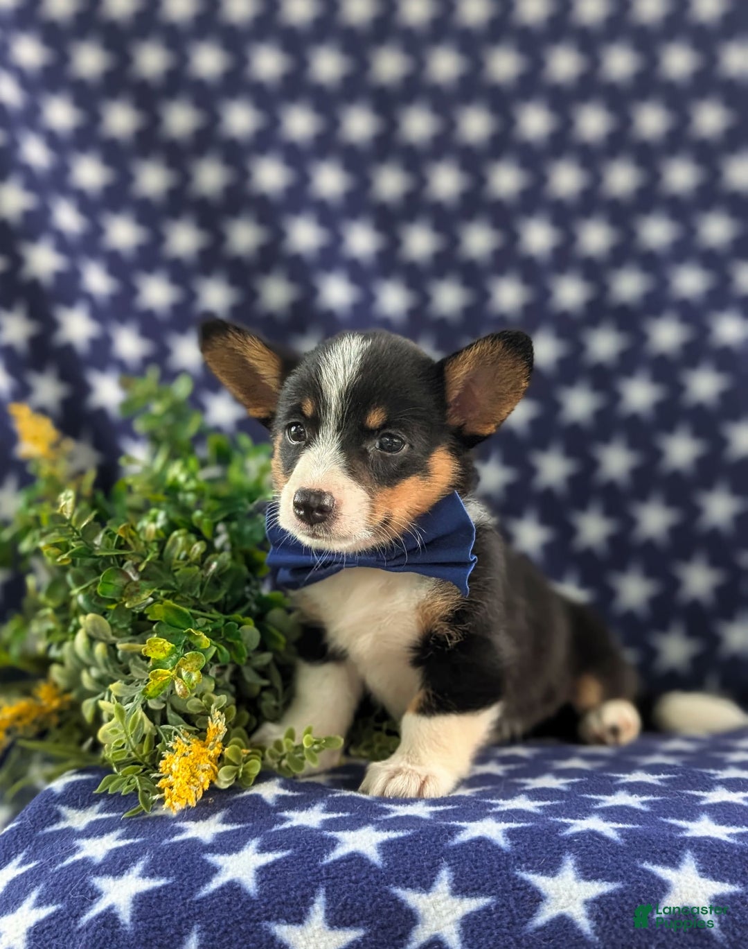 Welsh Corgi Pembroke dogs for sale: Kendall - Image 5