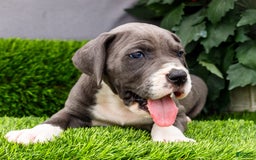 Great Dane dogs for sale: Karen - Image 19