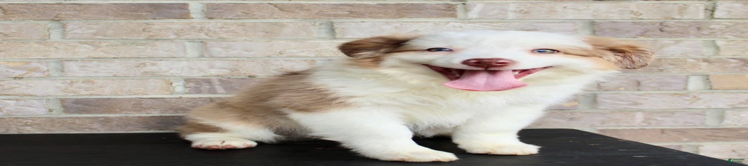 Biscuit