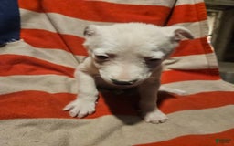 Border Collie dogs for sale: Dreami - Image 11
