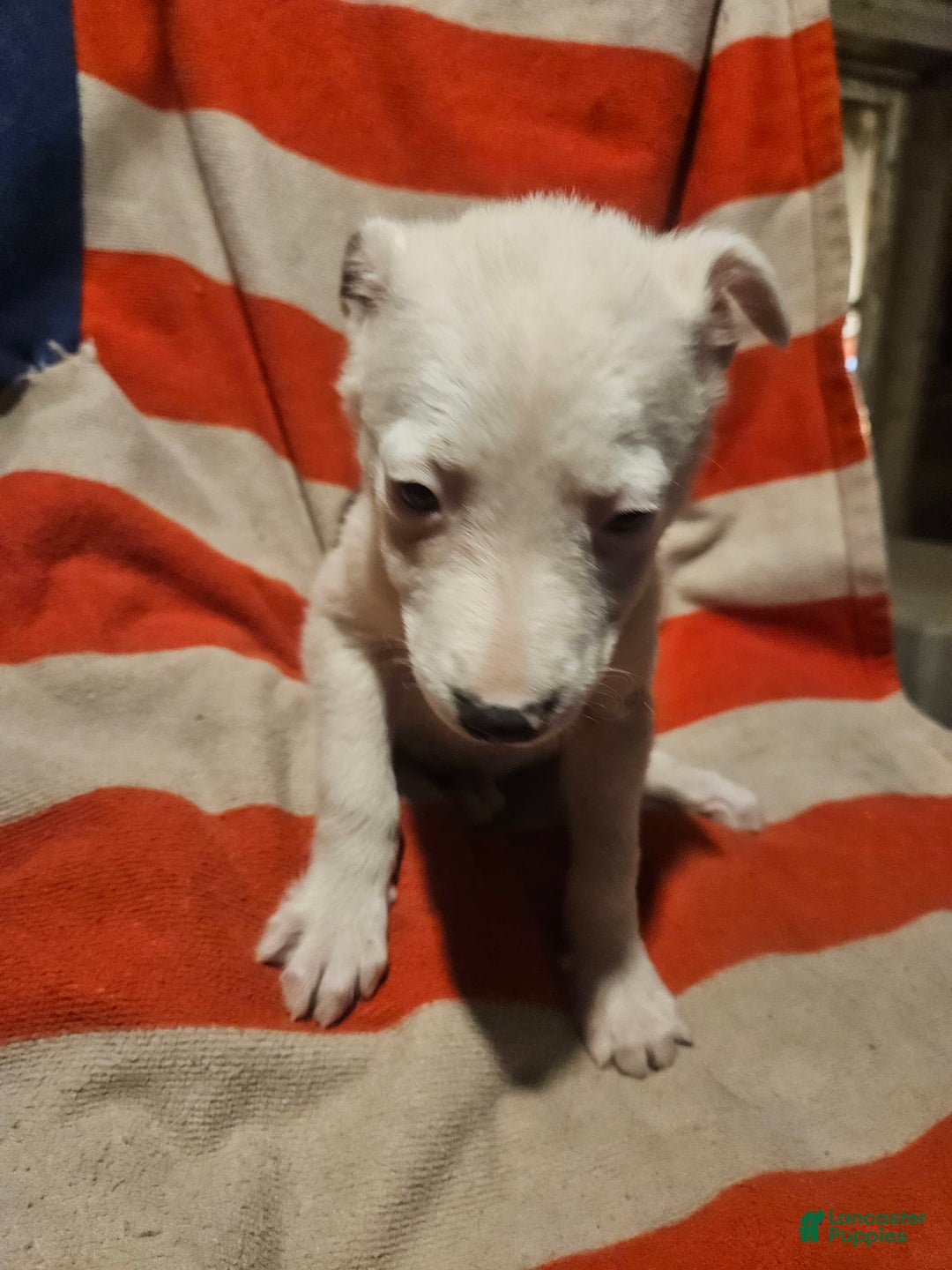Border Collie dogs for sale: Dreami - Image 11