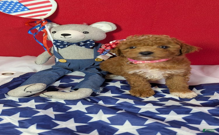 Mini Goldendoodle dogs for sale - Ad 4