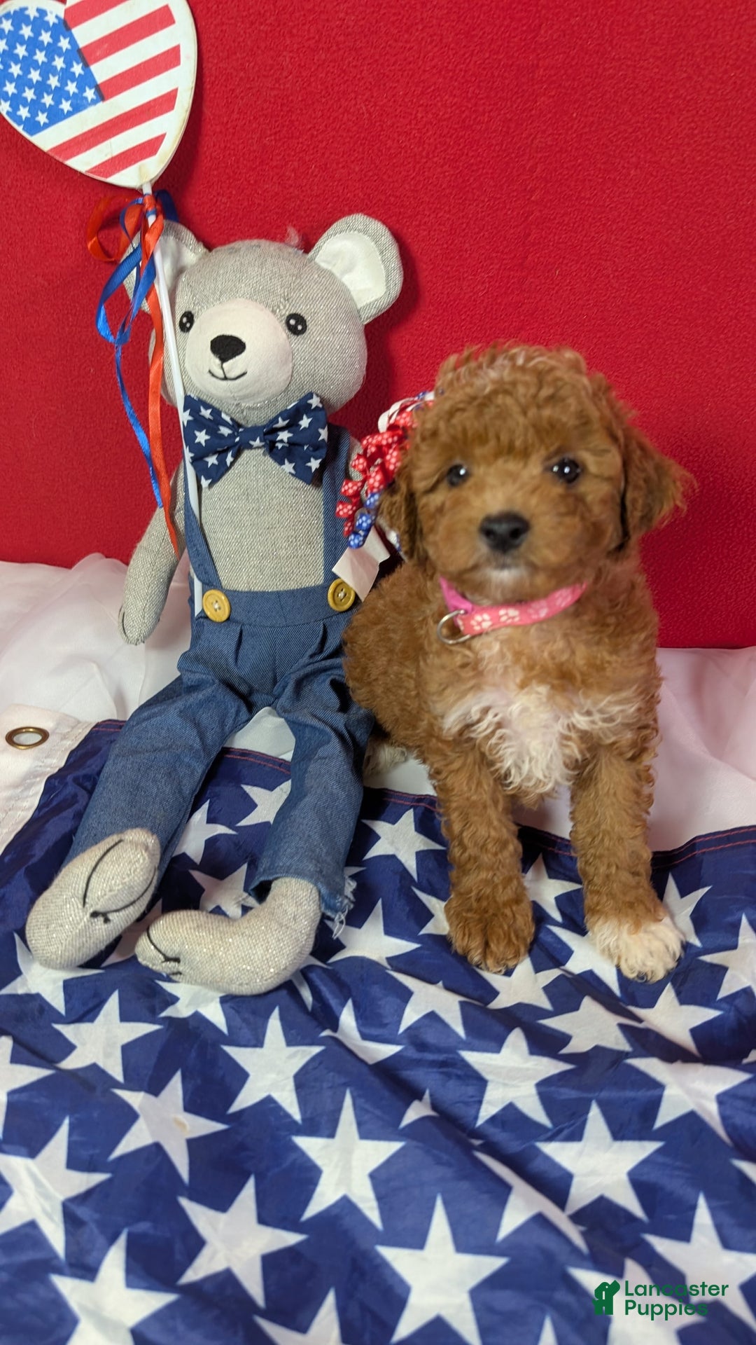 Mini Goldendoodle dogs for sale: Maizy Pink Collar Toy Size - Image 1