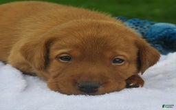 Labrador Retriever dogs for sale: Chipotle - Image 4