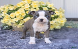 Boston Terrier dogs for sale: Happy - Image 2
