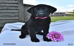 Norwegian Elkhound dogs for sale: Sheila - Image 3