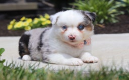 Australian Shepherd dogs for sale: Zella - Image 2