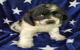 Cocker Spaniel dogs for sale: Nash - Image 10