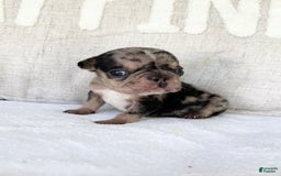 French Bulldog dogs for sale: Chance - Image 14