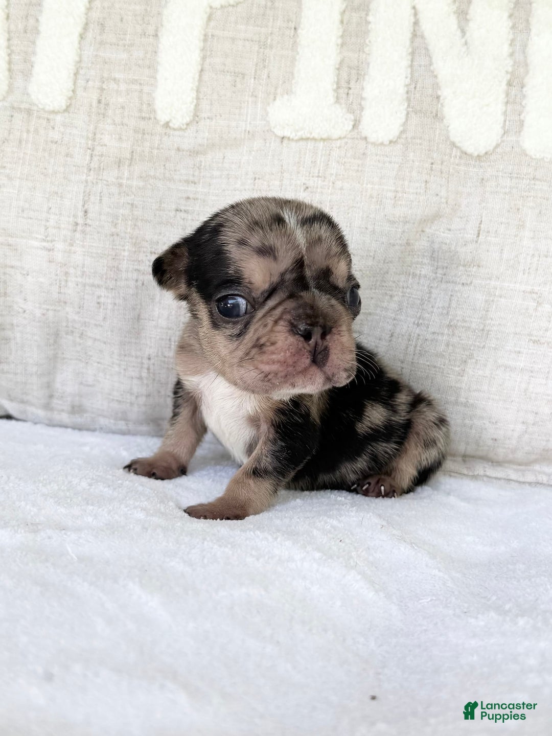 French Bulldog dogs for sale: Chance - Image 14