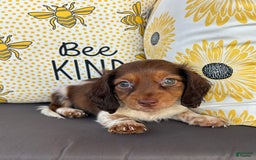 Miniature Dachshund dogs for sale: Rhett - Image 2