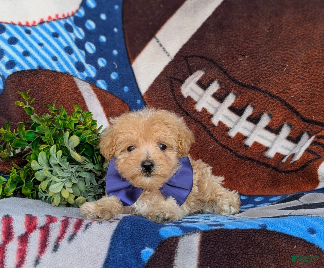 Maltipoo dogs for sale: Julian 7 Lbs Full Grown - Image 1