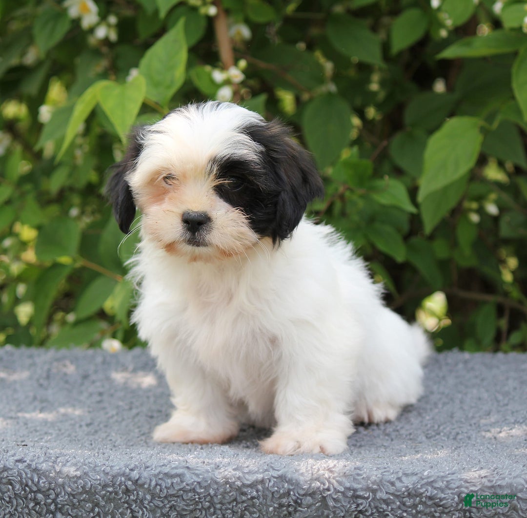 Shihpoo dogs for sale: Delta - Image 7