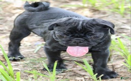 Pug dogs for sale: Jax - Image 2