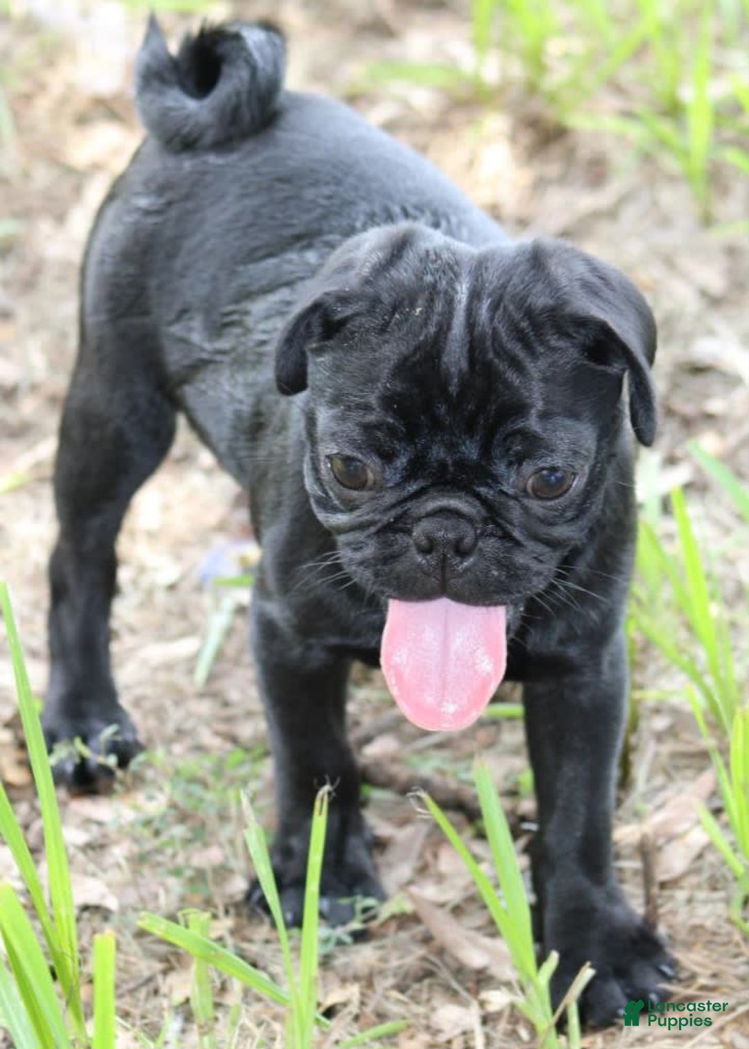 Pug dogs for sale: Jax - Image 2