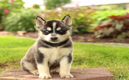 Gerberian Shepsky dogs for sale: Tripp - Image 5