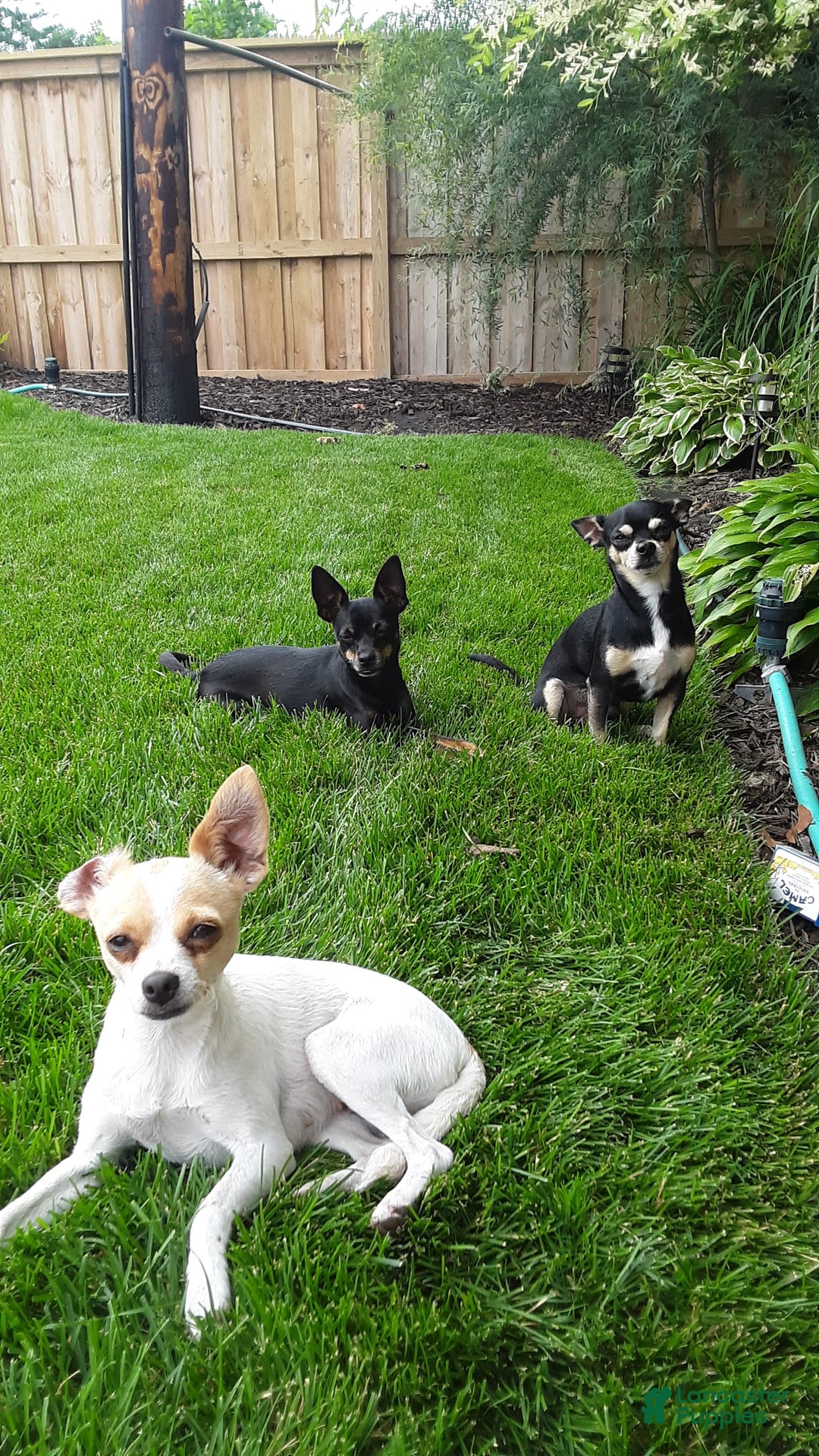 Chihuahua dogs for sale: Django - Image 6