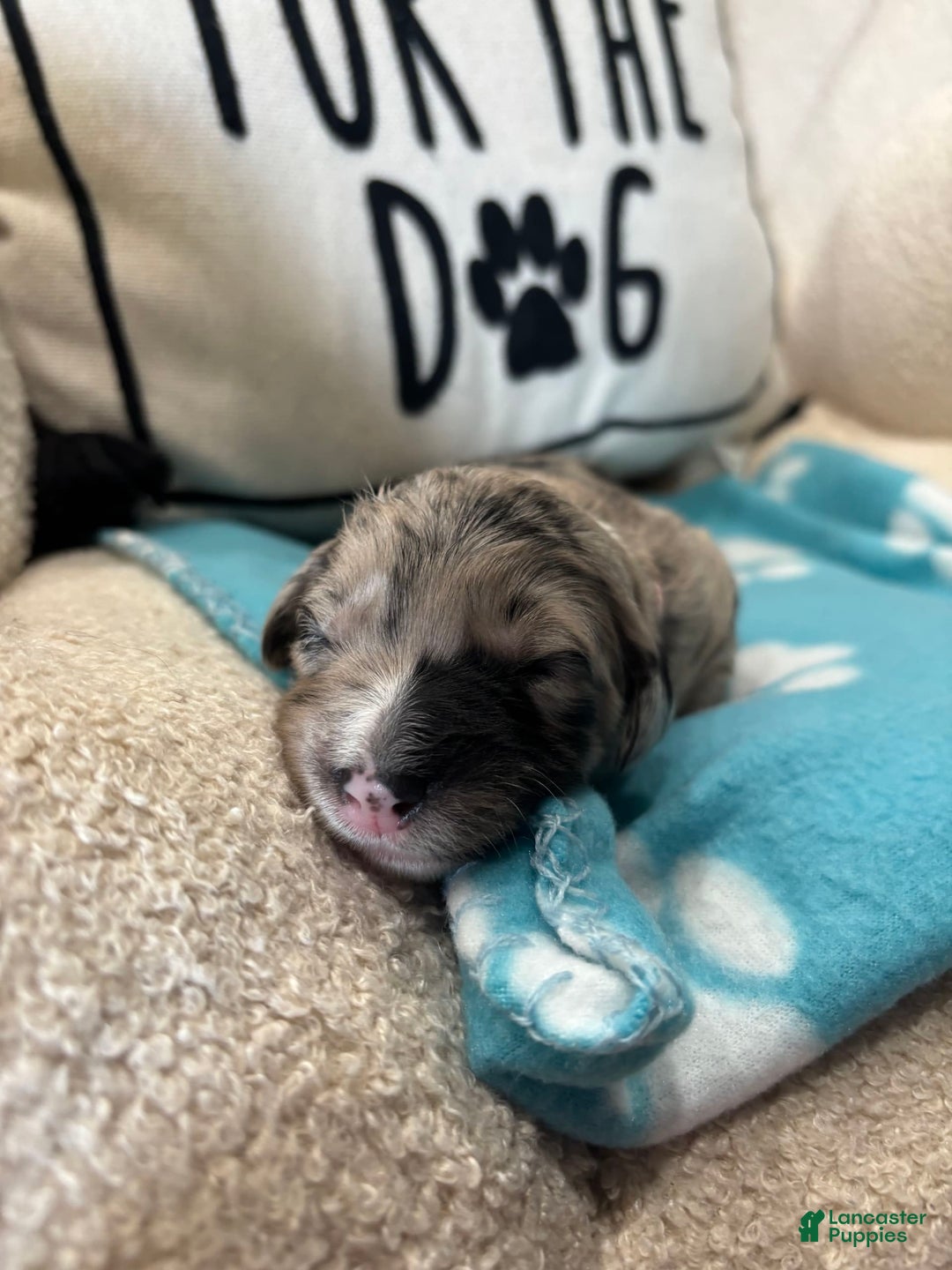 Old English Sheepdog dogs for sale: Light Pink Girl - Image 5