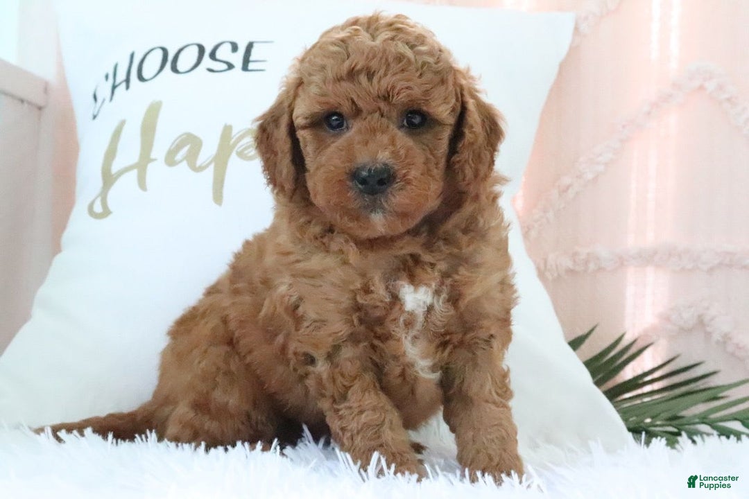 Mini Goldendoodle dogs for sale: Evan - Image 3