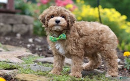 Yorkiepoo dogs for sale: Max - Image 15