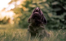 Goldador dogs for sale: Green - Image 1