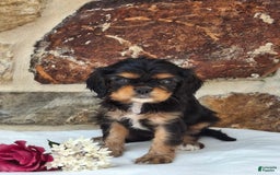 Cavalier King Charles Spaniel dogs for sale: Sweetie - Image 2