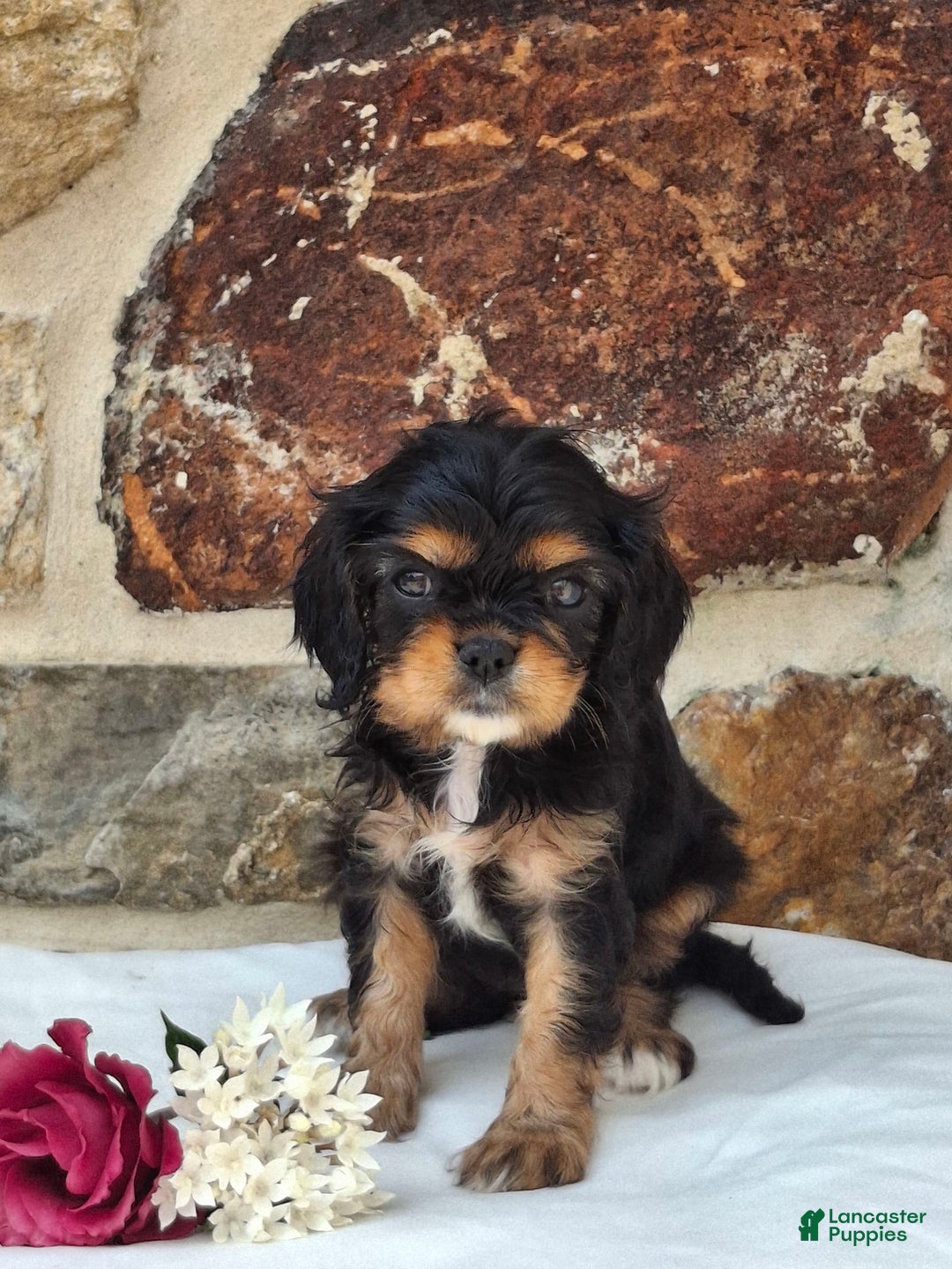Cavalier King Charles Spaniel dogs for sale: Sweetie - Image 2