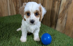 Cavapoo dogs for sale: Fiona Boy 1 - Image 2