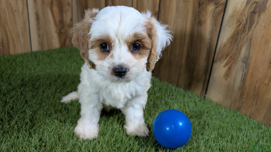 Cavapoo dogs for sale: Fiona Boy 1 - Image 2