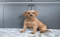 Mini Goldendoodle dogs for sale: Miley - Image 11