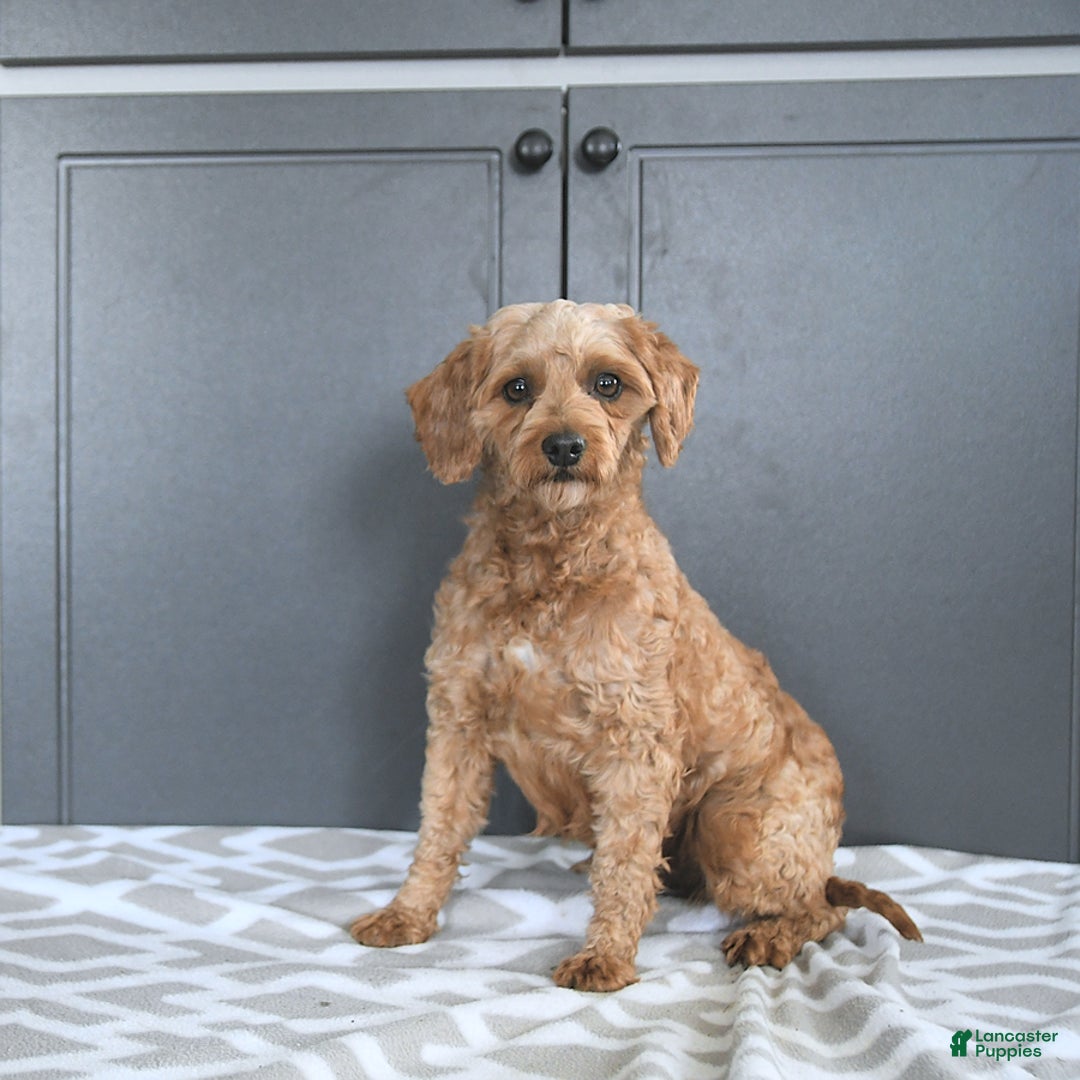 Mini Goldendoodle dogs for sale: Miley - Image 11