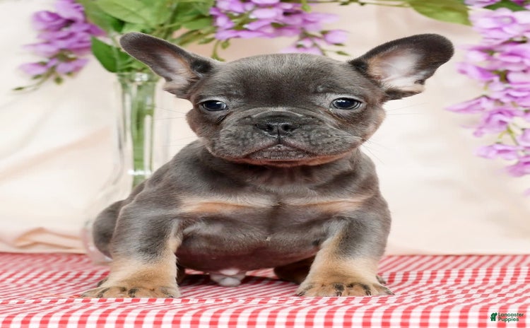 French Bulldog dogs for sale - Ad 5