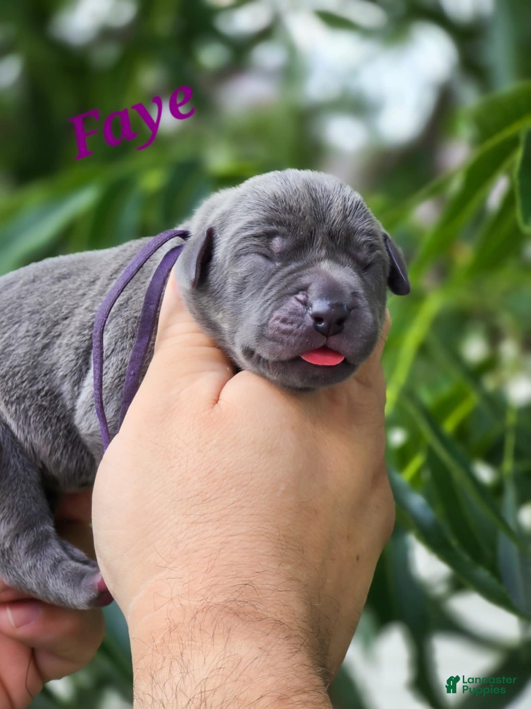 Great Dane dogs for sale: Faye Full Euro - Image 1