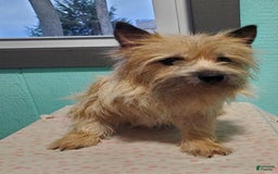 Cairn Terrier dogs for sale: Echo - Image 8