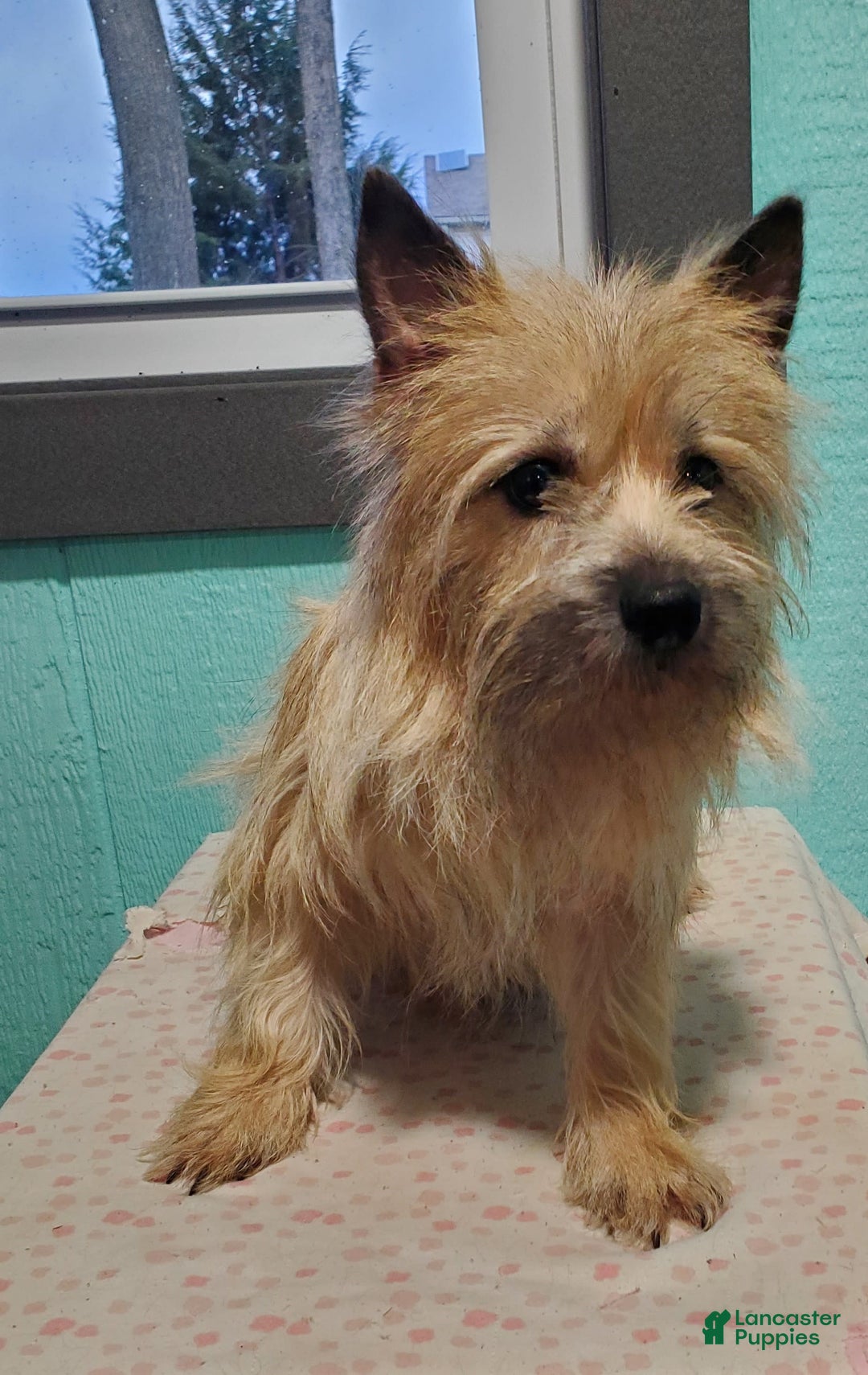 Cairn Terrier dogs for sale: Echo - Image 8