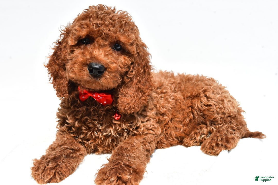 Cockapoo dogs for sale: Lance - Image 3