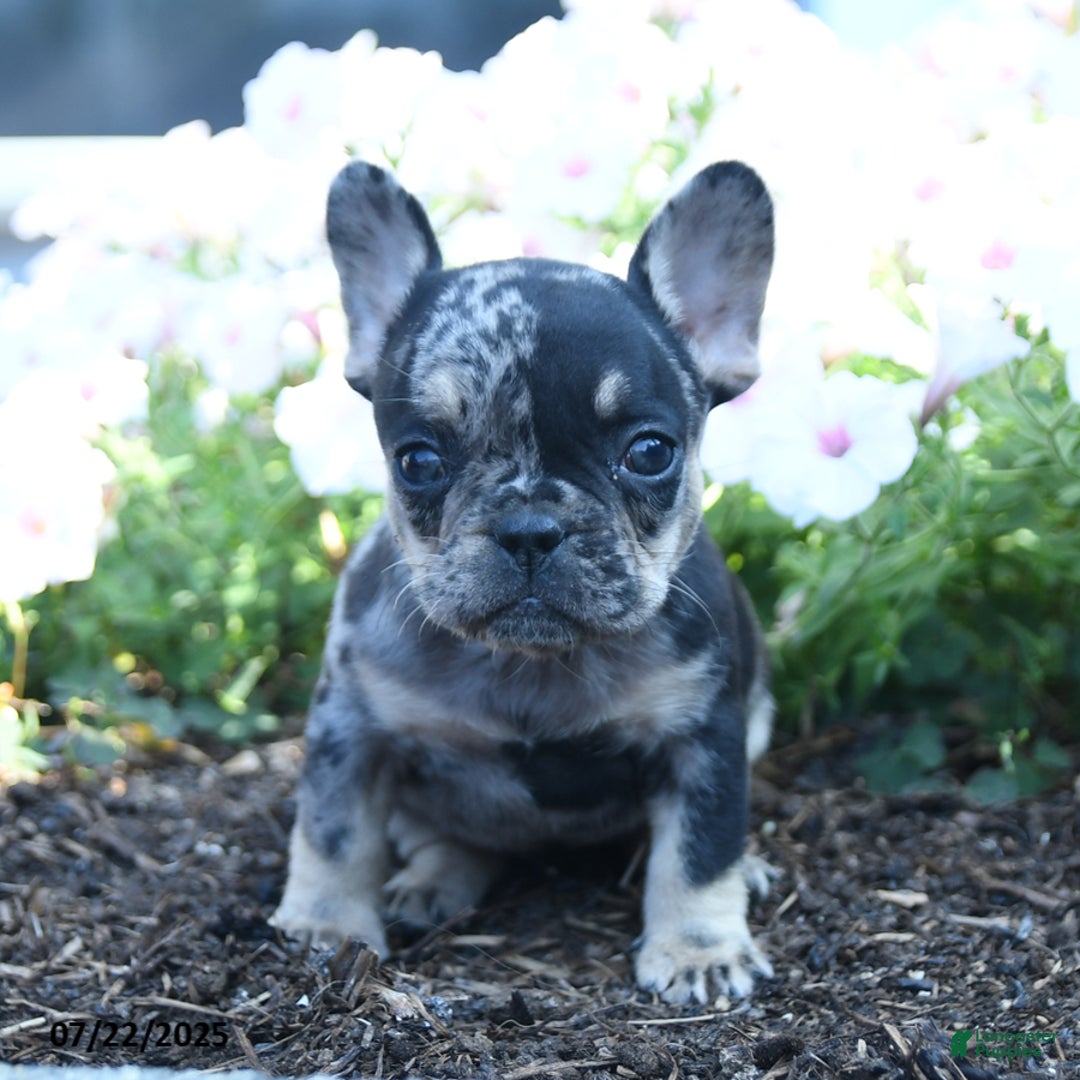 French Bulldog dogs for sale: Lily - Image 2