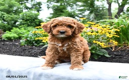 Cockapoo dogs for sale: Fannie - Image 2