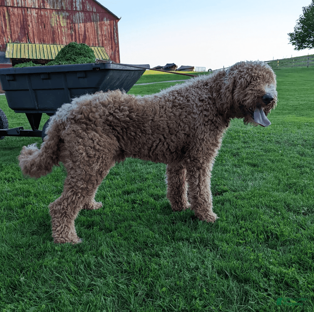 Goldendoodle dogs for sale: Daisy - Image 11