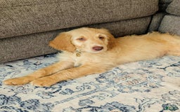 Goldendoodle dogs for sale: Winston - Image 3